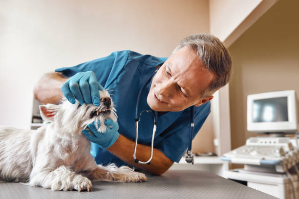 Best 24-Hour Emergency Dental Care in Lovell, WY